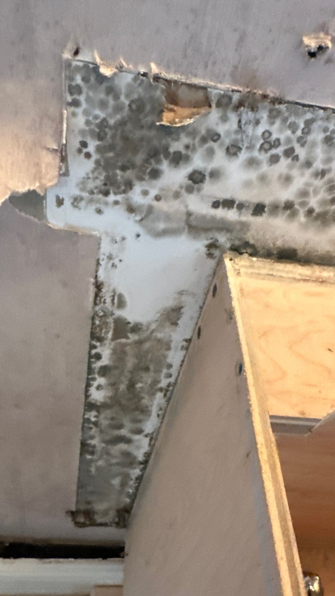 Demo Service by Tampa Emergency Restoration