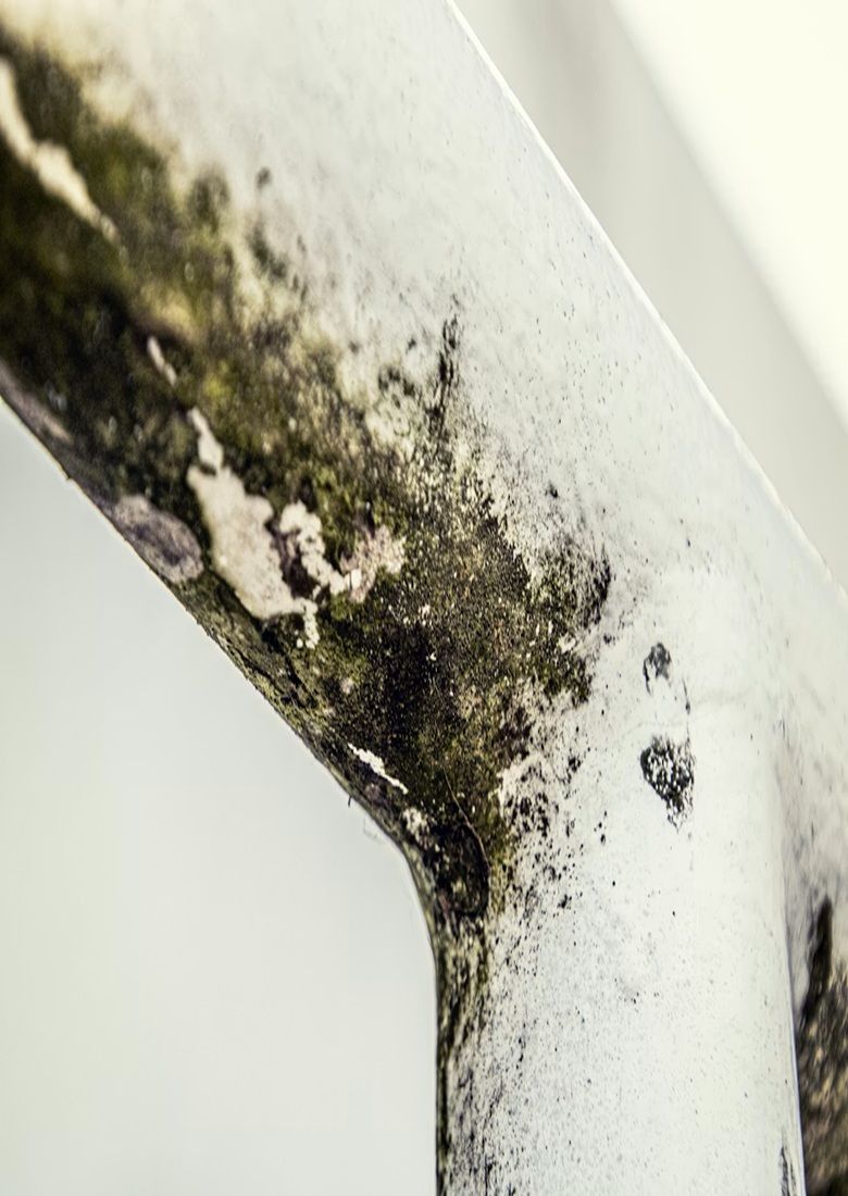 Professional Wall Mold Testing