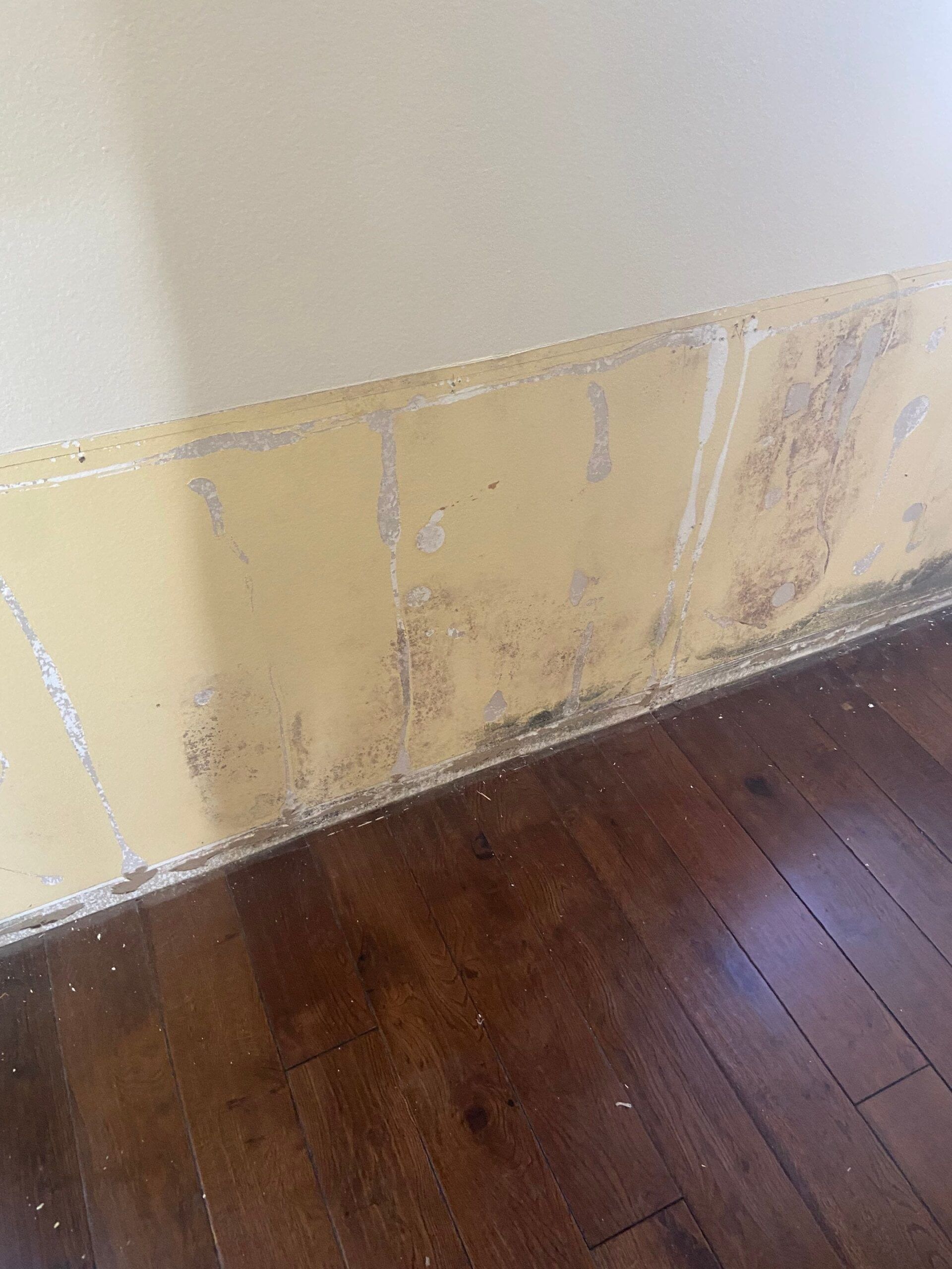 mold remediation in Boca