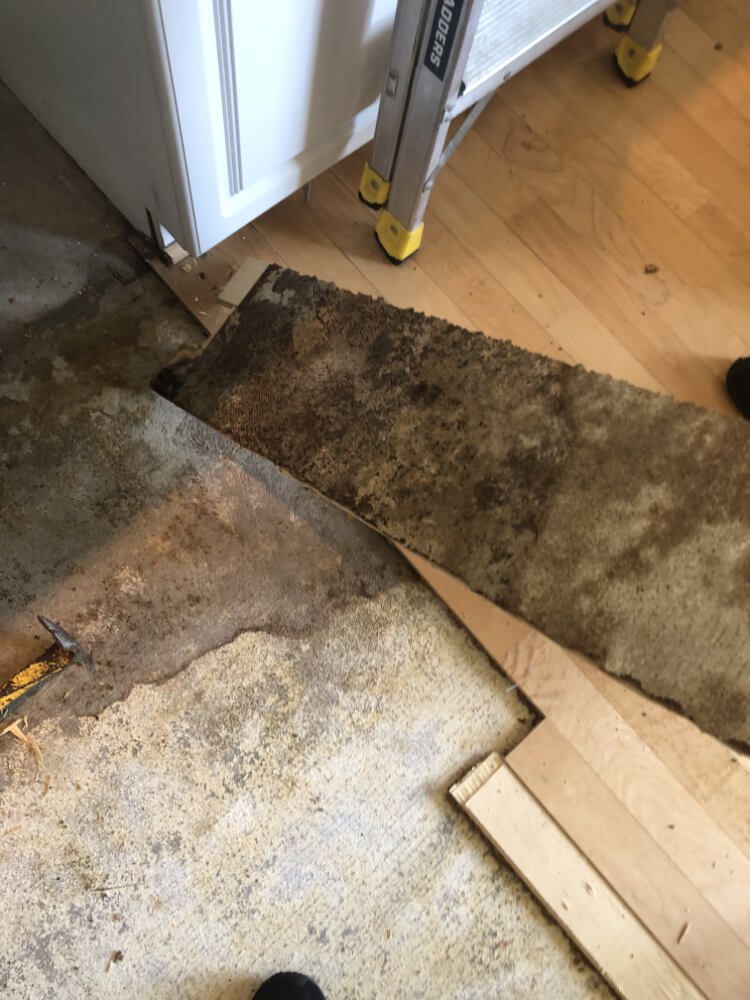 mold remediation in flooring