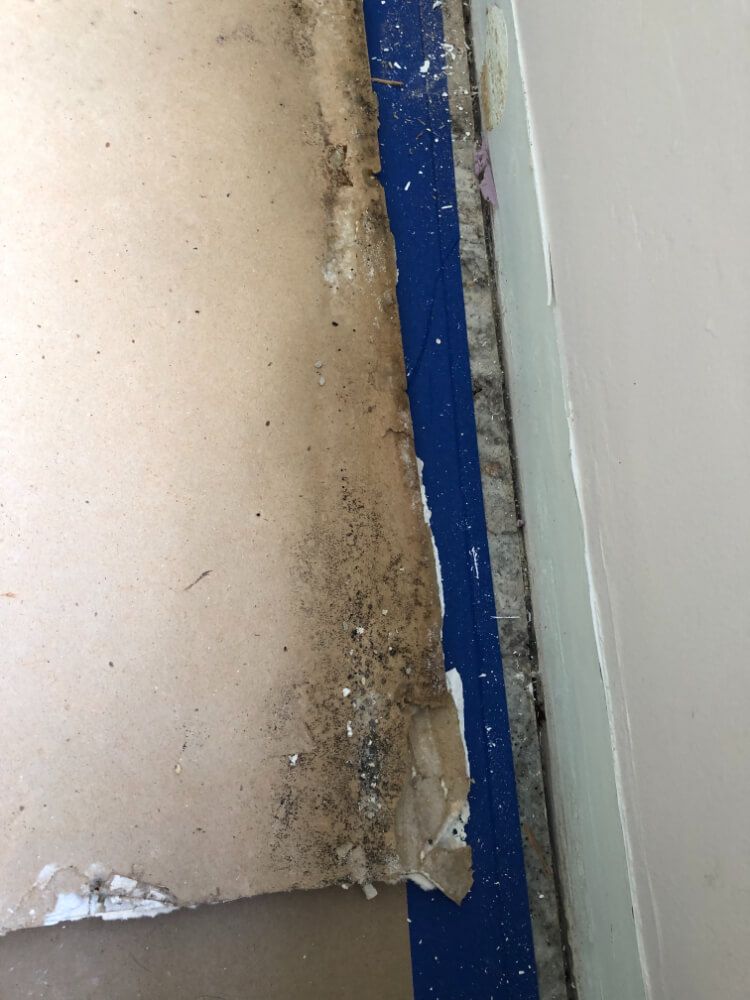 mold in flooring