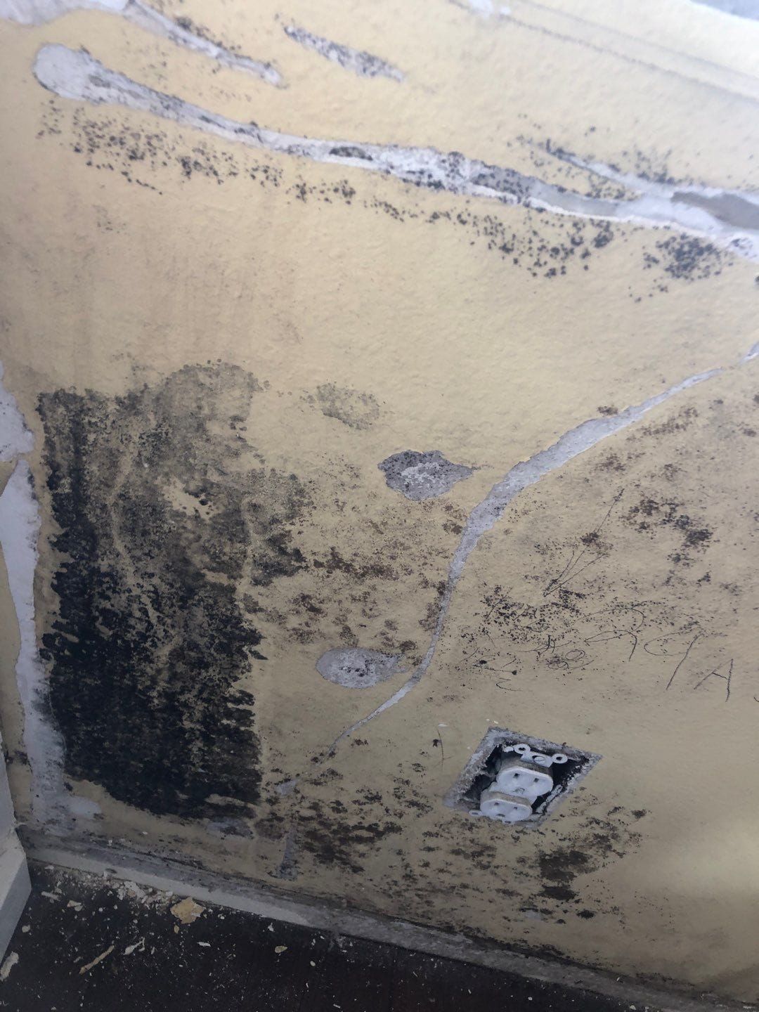 mold remediation in Boca