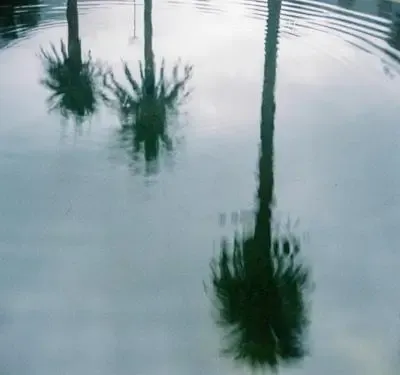 Reflection of palm trees in flooded road.