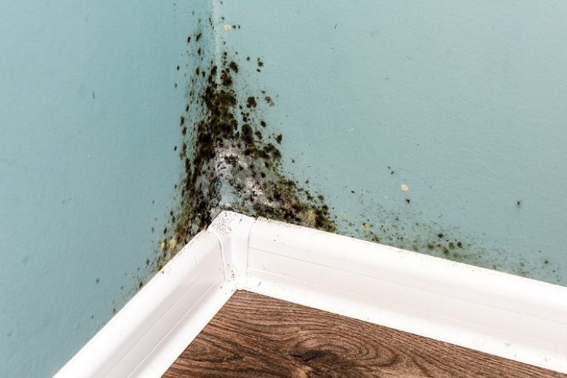 Mold Removal and Remediation Services