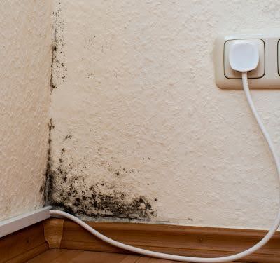 How to Identify Mold in Your Home: Signs, Symptoms, and Solutions