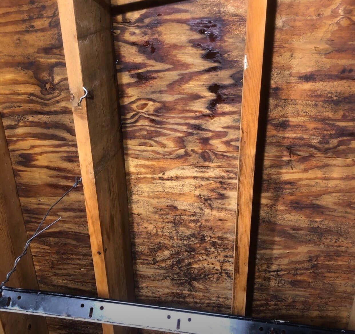 Mold growth on plywood ceiling