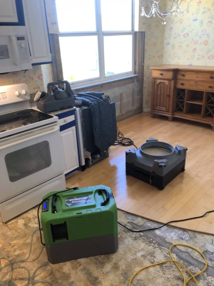 mold remediation in kitchen