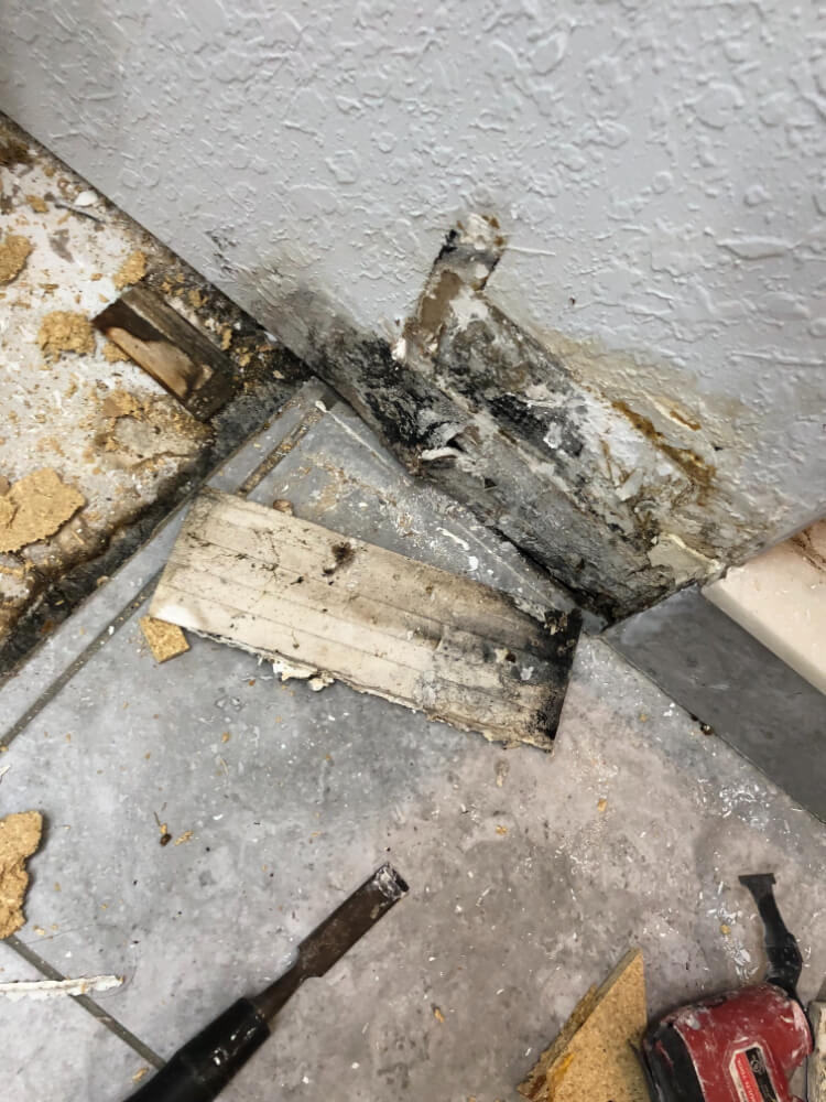 Mold Remediation in Tampa